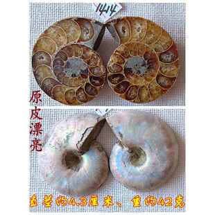 正品开物片叶菊石化石摆件石材9动本招财全玉化情侣吊坠古生物标9