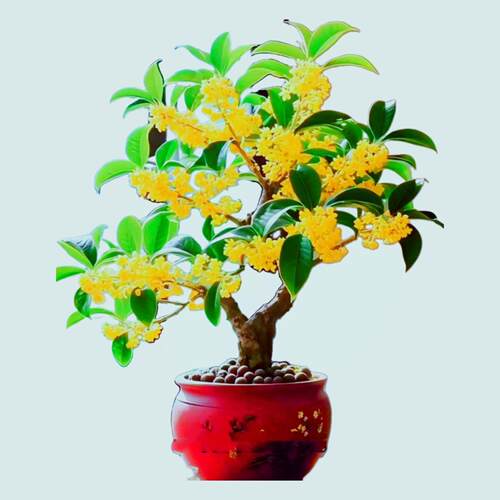金桂花盆景老桩一物一拍造型矮霸浓香原生苗木小树室内四季栽名贵