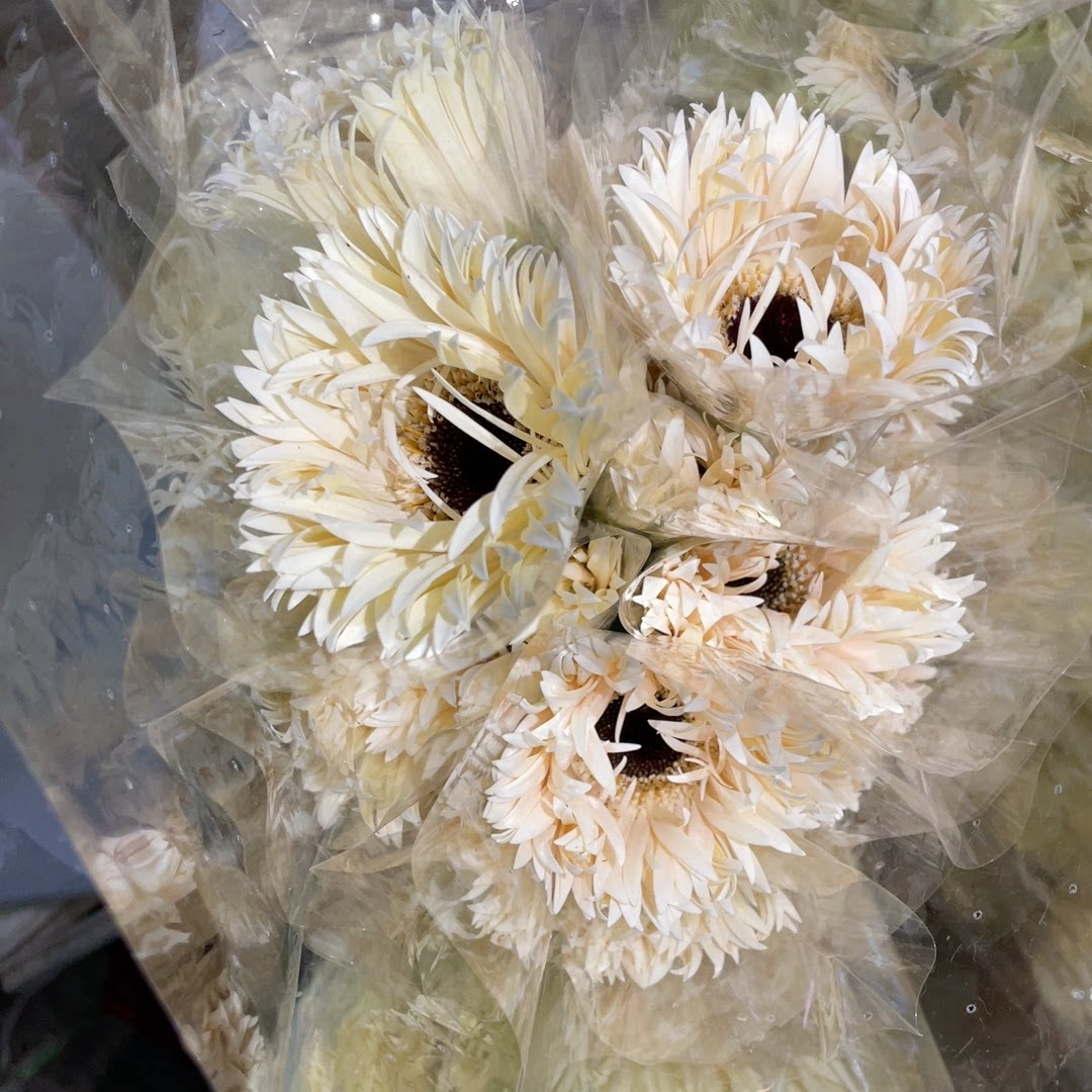 奶油拉丝非洲菊20支 三个链接包邮