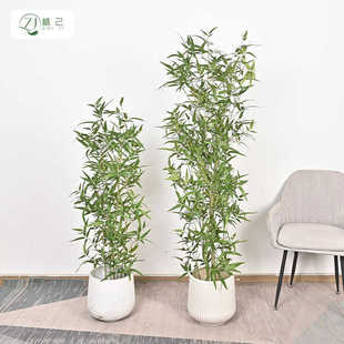 仿生绿植竹子装饰树家居客厅茶室新中式假竹子植物盆栽造景摆件