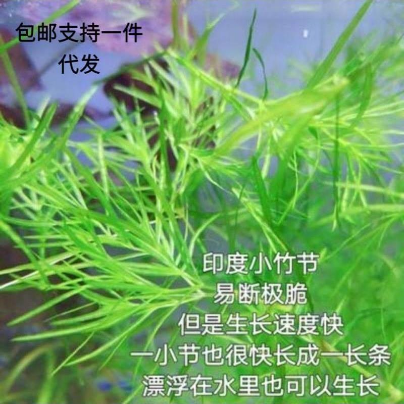 竹节草水草带根印度小新手好养耐活懒人阴性鱼缸装饰造景净化水质