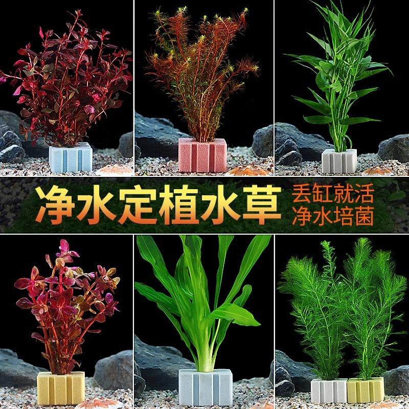 鱼缸水草造景净水带根植物水培定植阴性水榕养鱼懒人专用真草套餐