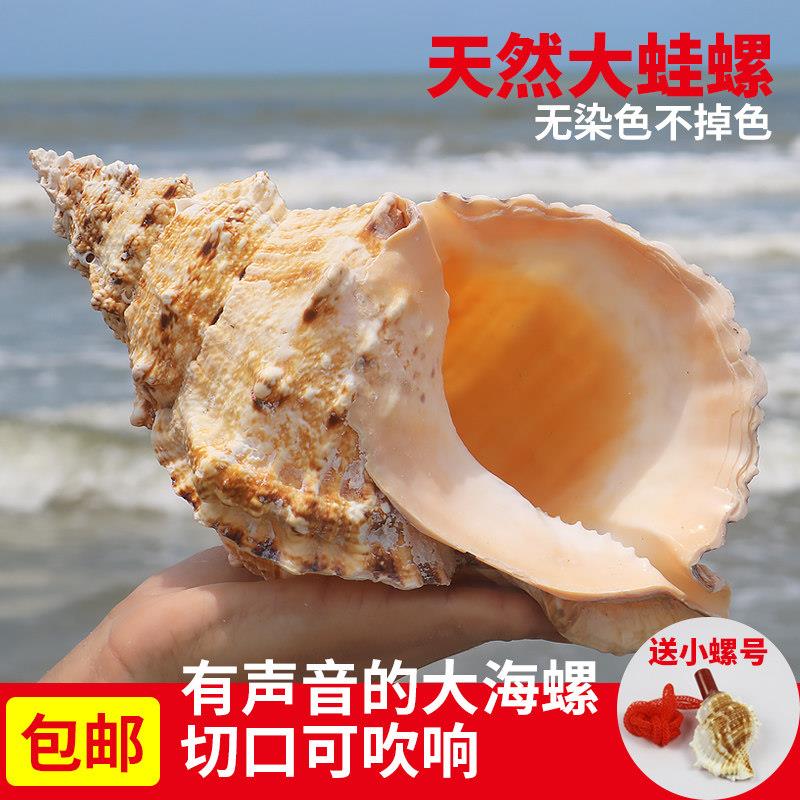 珊瑚石号螺包邮大海螺贝壳螺金口蛙螺居家摆件装饰品鱼缸造景