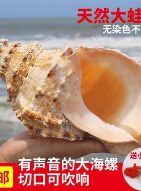 珊瑚石号螺包邮大海螺贝壳螺金口蛙螺居家摆件装饰品鱼缸造景