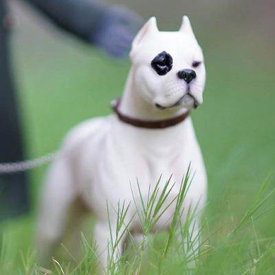 1:6杜高犬模型摆件兵人配件仿真礼品装饰狗礼物狗摆件顺丰包邮