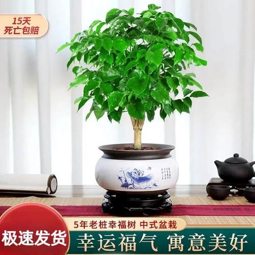 幸福树盆栽绿植物室内客厅好养四季常青吸甲醛平安树花卉盆景