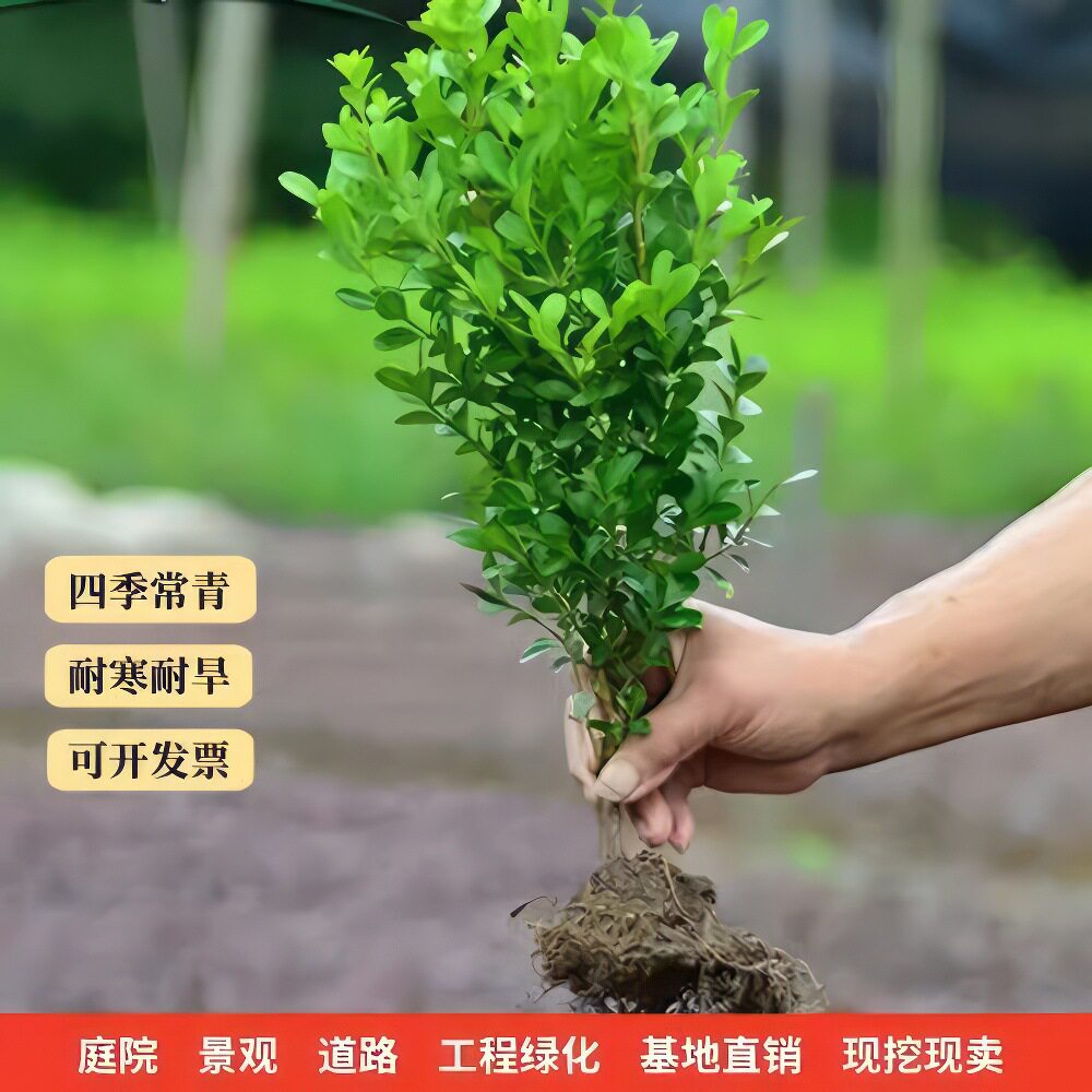 小叶黄杨苗瓜子黄杨树独杆黄杨球