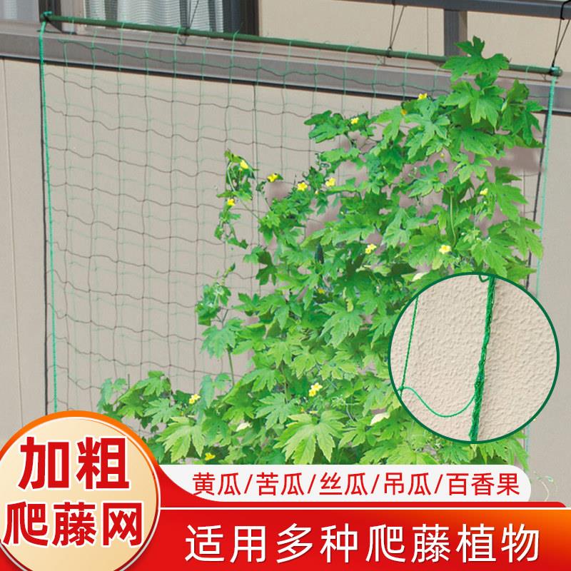 爬藤网种植丝瓜月季攀爬植物支撑架子黄瓜网格园艺豇豆攀爬架藤架图片