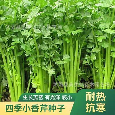 Four season small celery seeds, small celery seeds, farmer