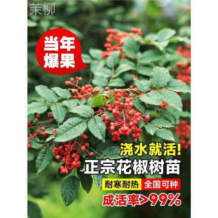 花椒苗树四川汉源大红袍无刺盆栽当年结果四季种植麻椒青花椒大苗