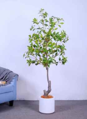 仿真醉中jw05893式服日装酒店客厅橱窗落地花艺造马景绿植物塑料