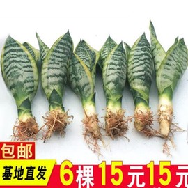 金边虎皮兰多肉植物室内花卉绿植盆栽新房虎尾兰高矮