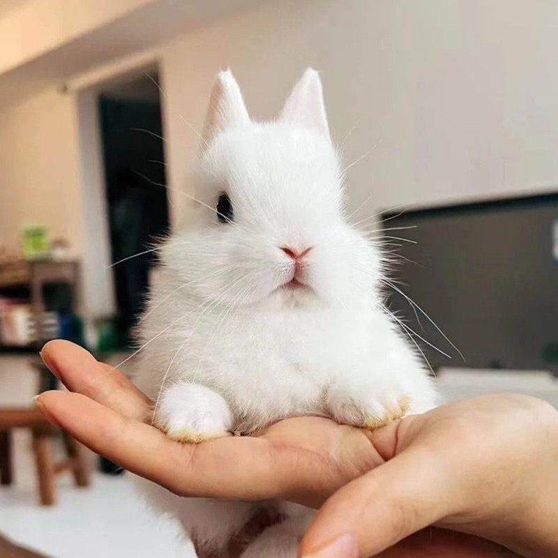 纯白侏儒兔活体长不大迷你小型西施垂耳茶杯兔宠物兔荷兰兔子活物
