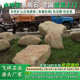 水冲石景观石园林水系泊岸石大型鹅卵石批发假山设计施工草坪石头
