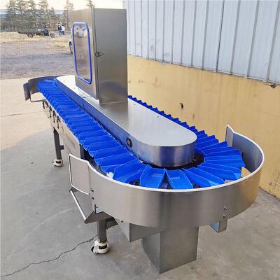 黄鱼选鱼分分机 海分拣机海参分头秤海参分级机 鸡爪即食海参选机