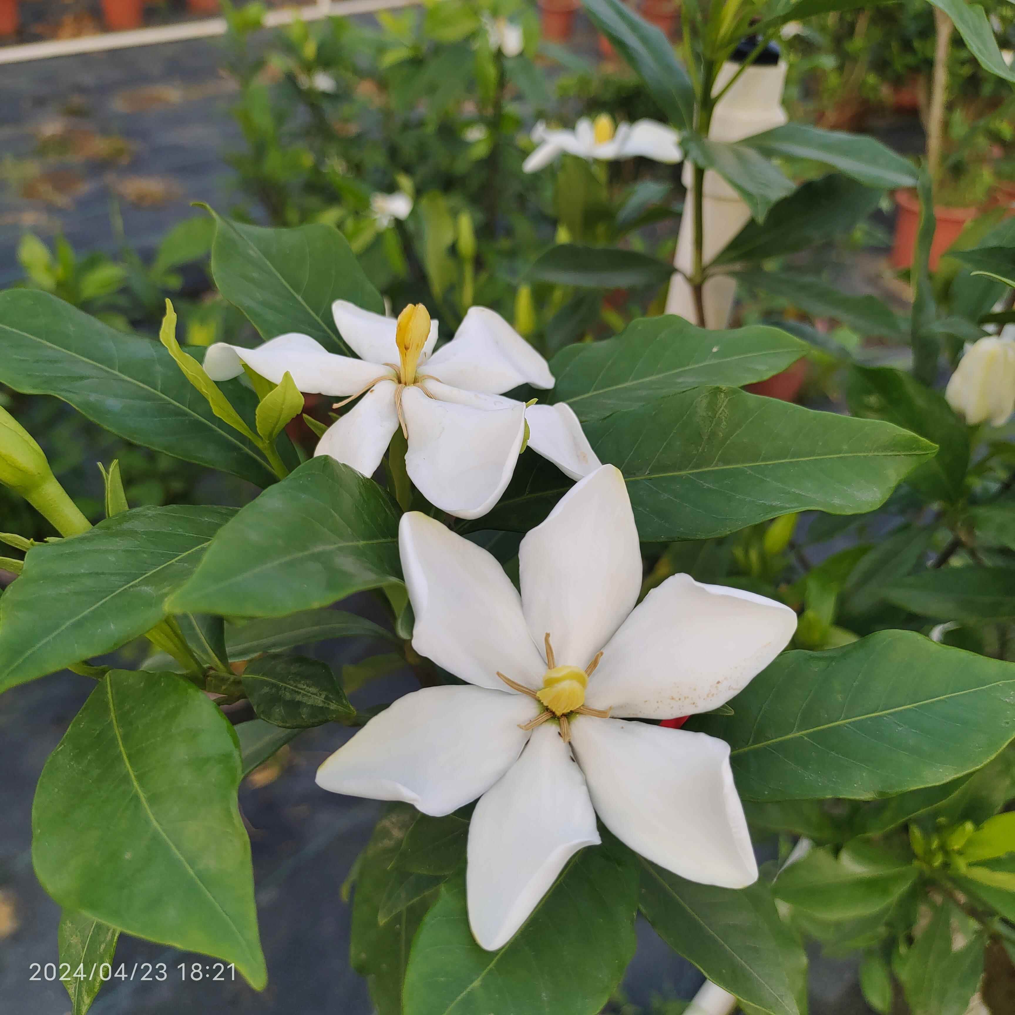 广西山采六瓣山栀子花树苗黄栀子盆栽景懒人盆景植物四季绿植