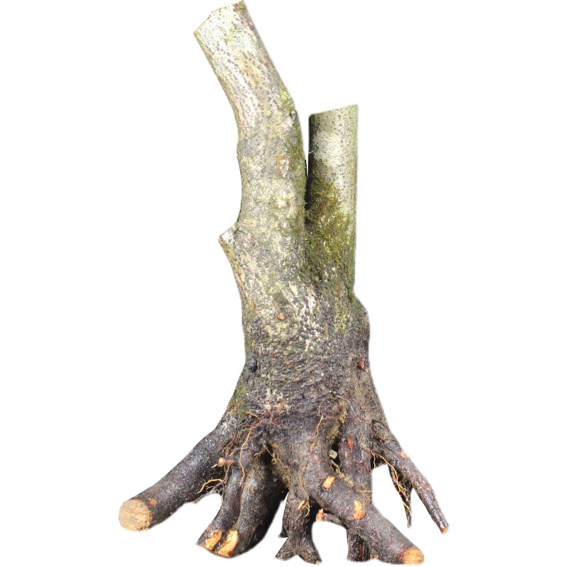 火棘树桩盆景老桩素材生桩阳台庭院观果植物红果火棘火把果盆景桩