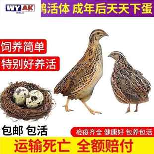 鹌鹑活鸟活苗繁殖种鸟小鸡成活率高鸟宠物鸡好养包邮包活