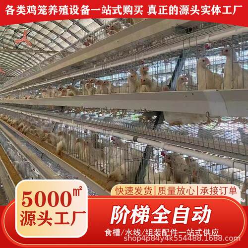 全自动蛋鸡笼层叠式养鸡设备H型蛋鸡笼加密加粗自动化层叠蛋鸡笼