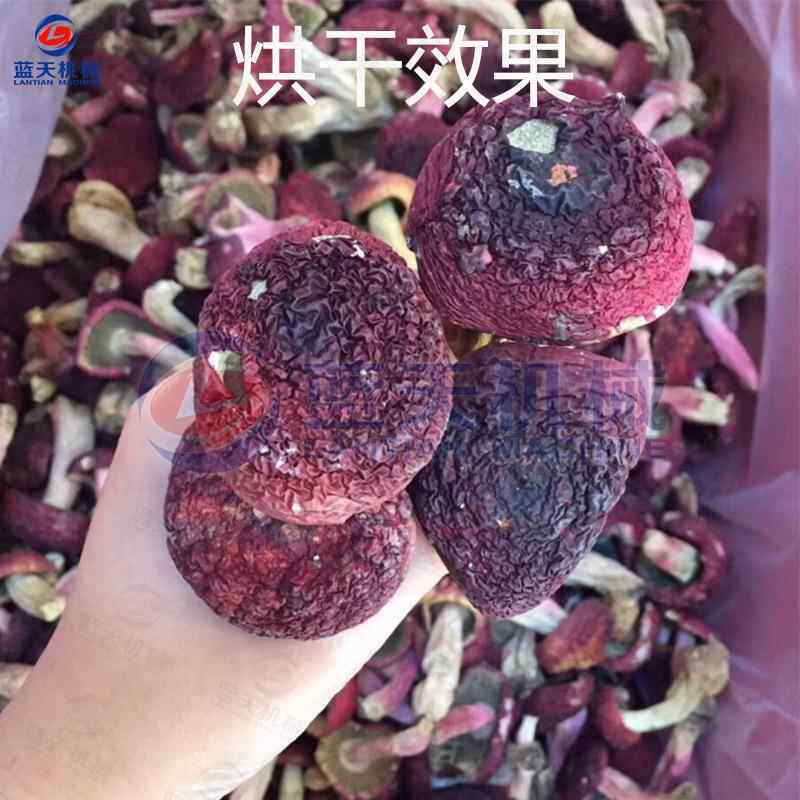 红椎菌烘干机 空气能热泵红菇干燥设备 红蘑菇大朱菇大红菌烘干房