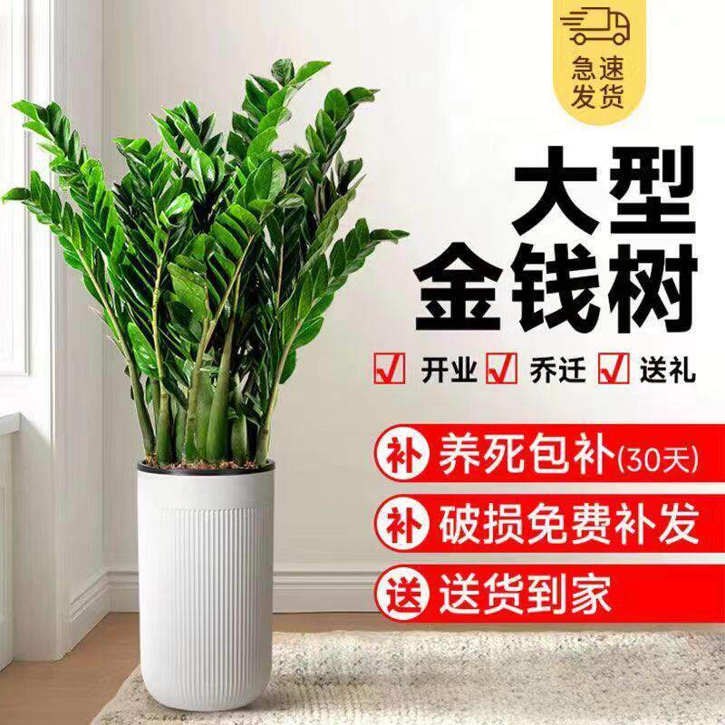 金钱树盆栽植物室内招财钱串子四季常青办公室客厅开业乔迁发财树