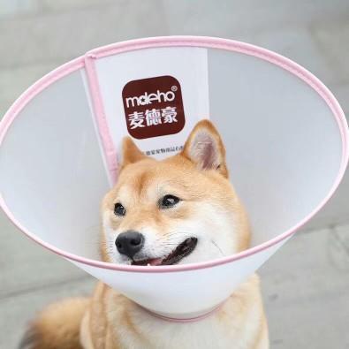 麦德豪伊丽莎白圈大型犬防水加深狗头套绝育驱虫防舔项圈宠物用品