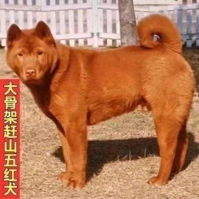 五红犬潮汕土猎犬土狗