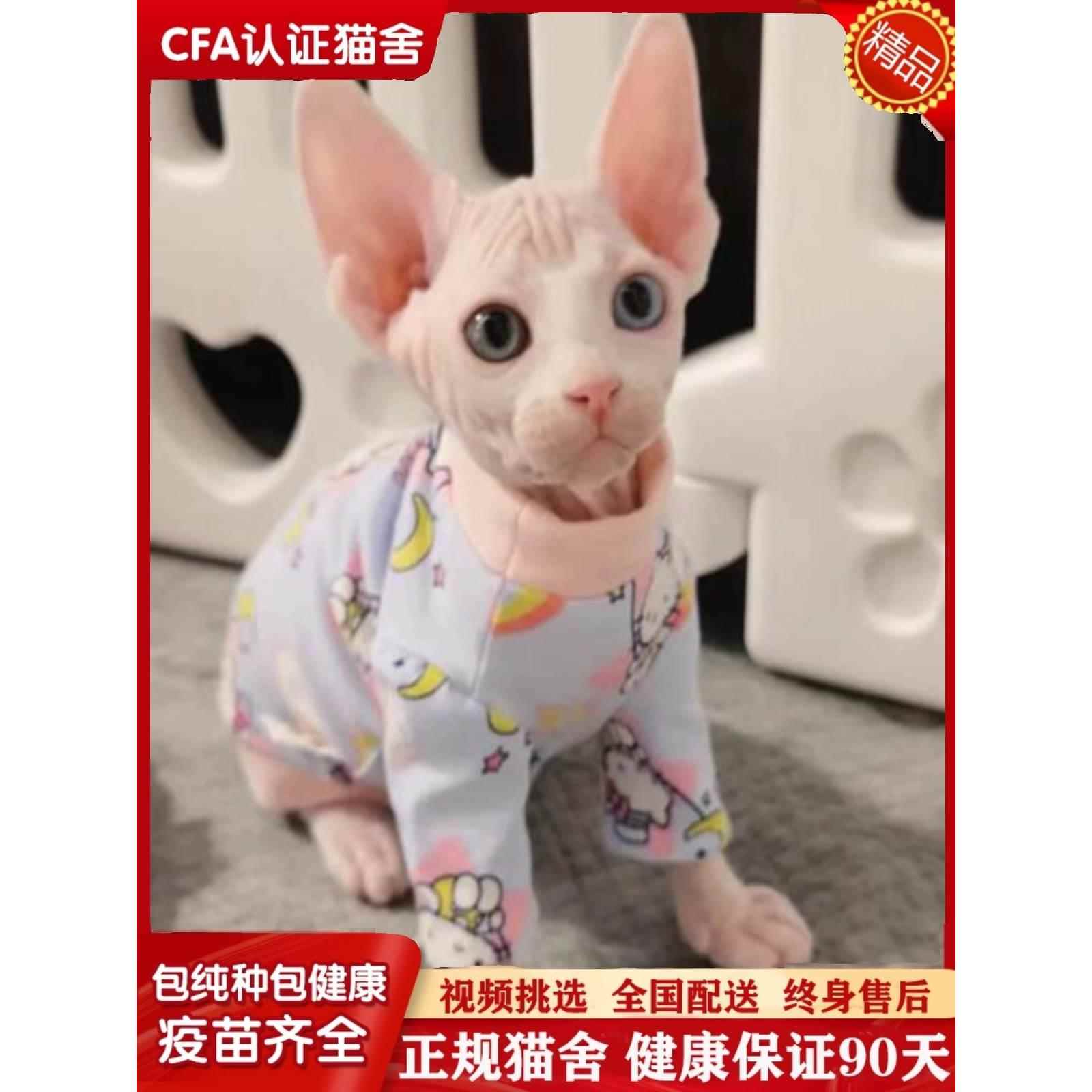 纯种无毛猫幼猫加拿大斯芬克斯宠物活体异瞳蓝眼黑白皮蓝皮精灵耳 宠物/宠物食品及用品 猫咪 原图主图