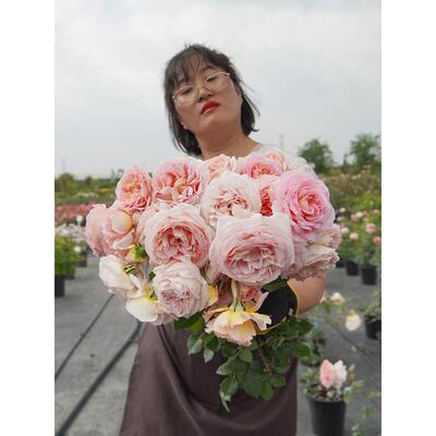 海蒂的花园月季花苗亚伯拉罕大花灌木可爬藤阳台开花植物花卉盆栽