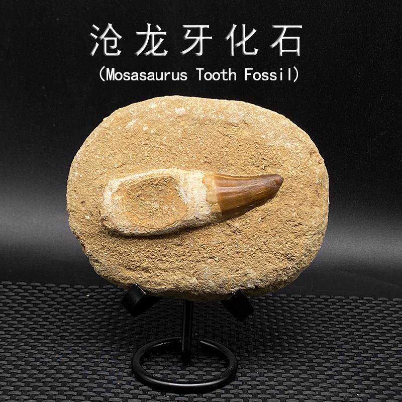 天然摩洛哥古生物沧龙牙化石带围岩教学科普标本摆件收藏儿童礼物