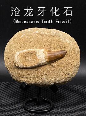 天然摩洛哥古生物沧龙牙化石带围岩教学科普标本摆件收藏儿童礼物