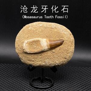 天然摩洛哥古生物沧龙牙化石带围岩教学科普标本摆件收藏儿童礼物