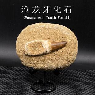 天然摩洛哥古生物沧龙牙化石带围岩教学科普标本摆件收藏儿童礼物