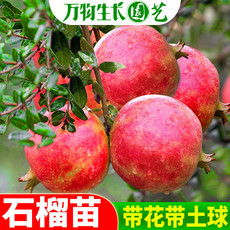 Рассада/питание