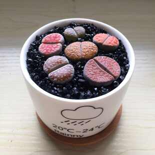 盆栽含花石pp套餐新品石花含铺面养活土好生植物肉组合头盆屁股多