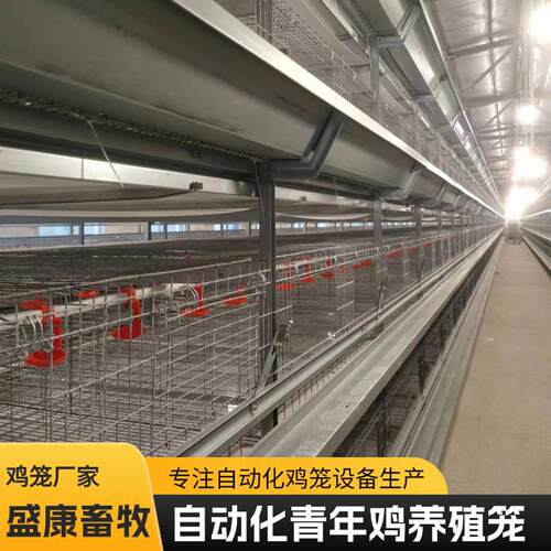 多层叠自动化青年鸡笼养鸡舍蛋鸡笼自动化捡蛋清粪养殖设备鸡笼