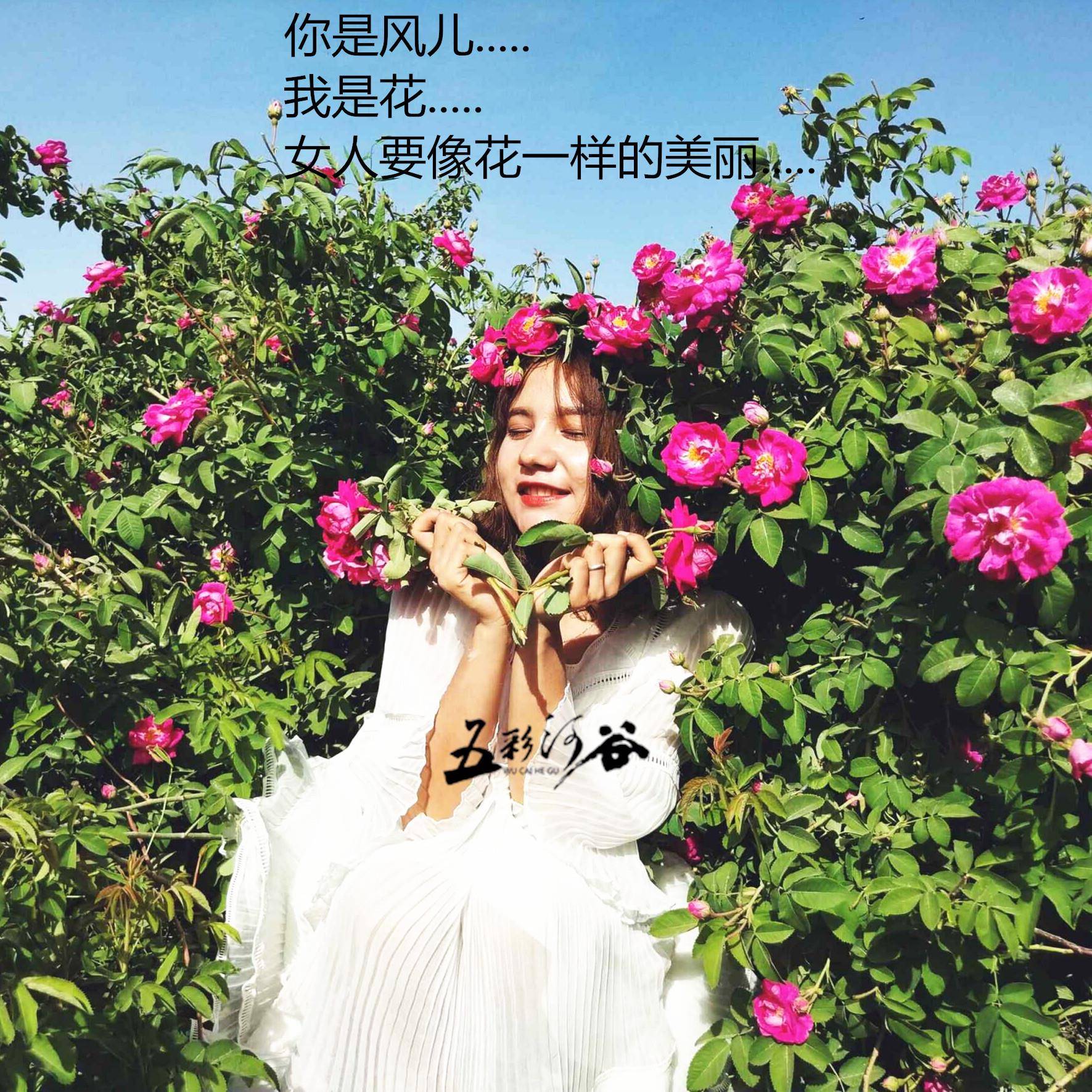 新款直销新疆特产,和田玫瑰干花蕾,玫瑰花茶25年新货甜香香囊养