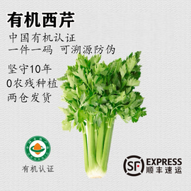 有机西芹4.5斤新鲜芹菜即食蔬菜榨汁沙拉农产品现摘无农药带叶