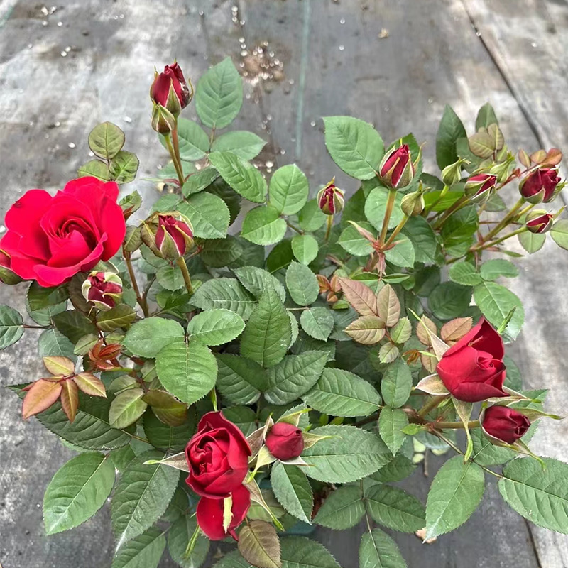 金叶子欧月季钻石玫瑰带花苞苗庭院花园阳台四季常绿花卉植物盆栽