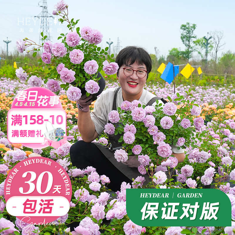 海蒂的花园 蓝色阴雨爬藤月季多头抗病多花庭院花卉盆栽苗