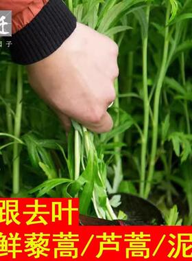 包邮5斤装新鲜蔬菜芦蒿泥蒿藜蒿野生水蒿蒌蒿野菜去叶根野生