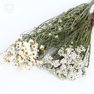 白梅银包菊干花永生花礼盒花材家居插花拍照道具浮游瓶香薰材料