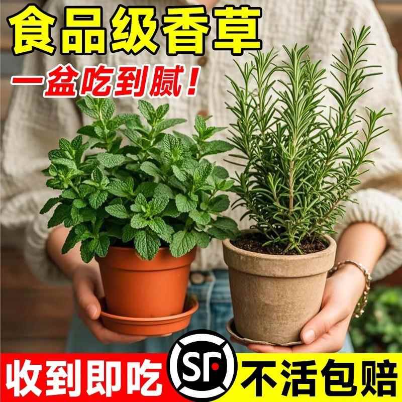 迷迭香盆栽室内好养薄荷叶水培植物可食用牛排用香草香料厨房绿植