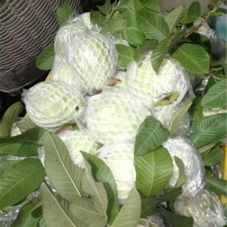 芭乐番石榴种植网套袋水果网套一体套袋有耳型防虫防鸟大包更实惠