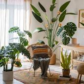 掬涵大型彷真绿色植物北欧风室内植物盆栽龟背芋旅人蕉装 饰摆饰假