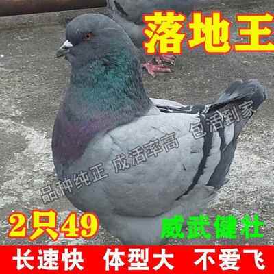 鸽子活物 一对白羽王肉鸽信鸽落地王鸽青年鸽鸽一对