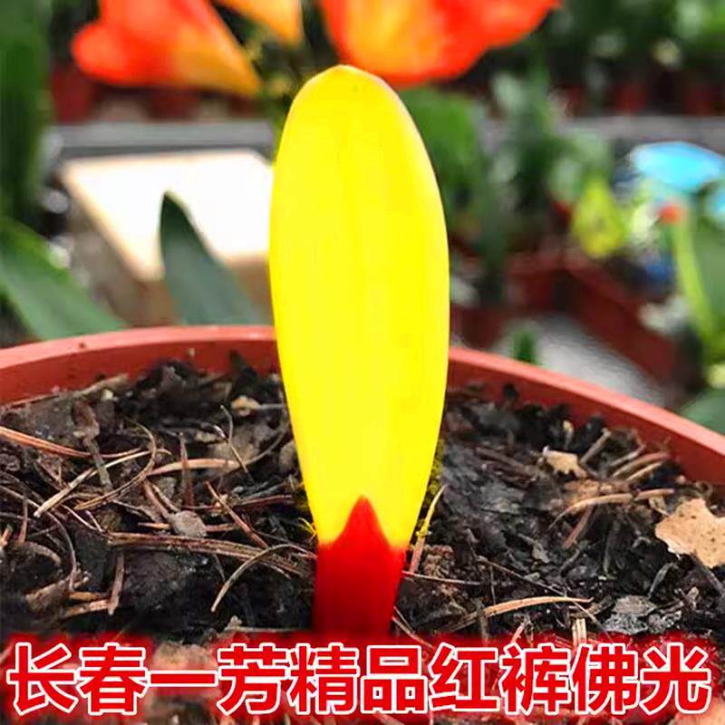 长春一芳君子兰精品佛光一叶小苗圆头短叶彩兰鸳鸯虎头一线天福伦