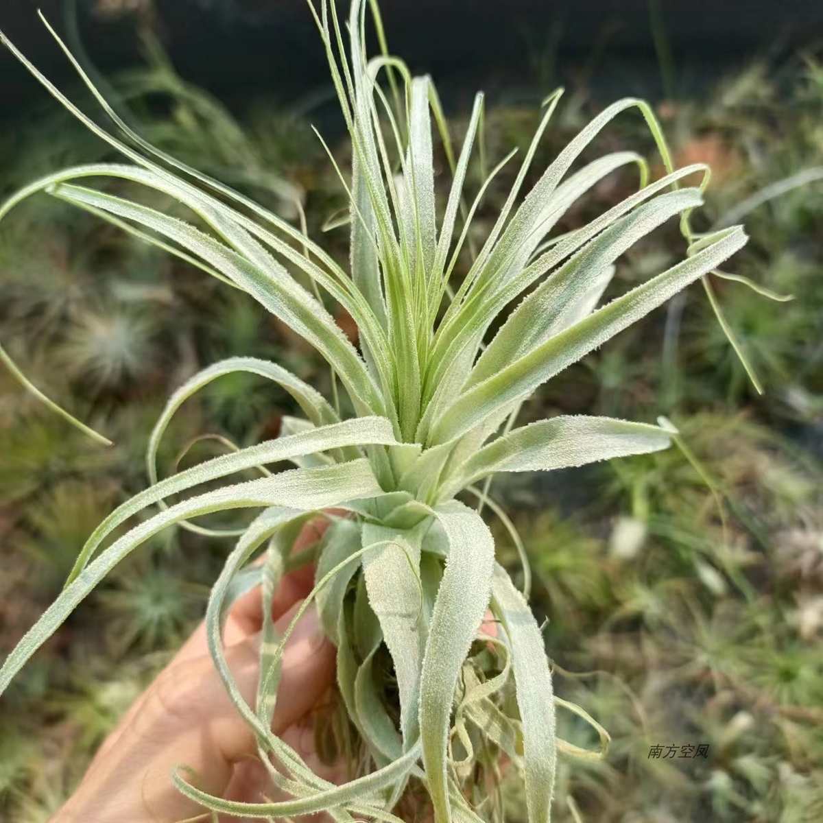 空气凤梨薄纱叶片超美无土懒人植物好养易打理包邮