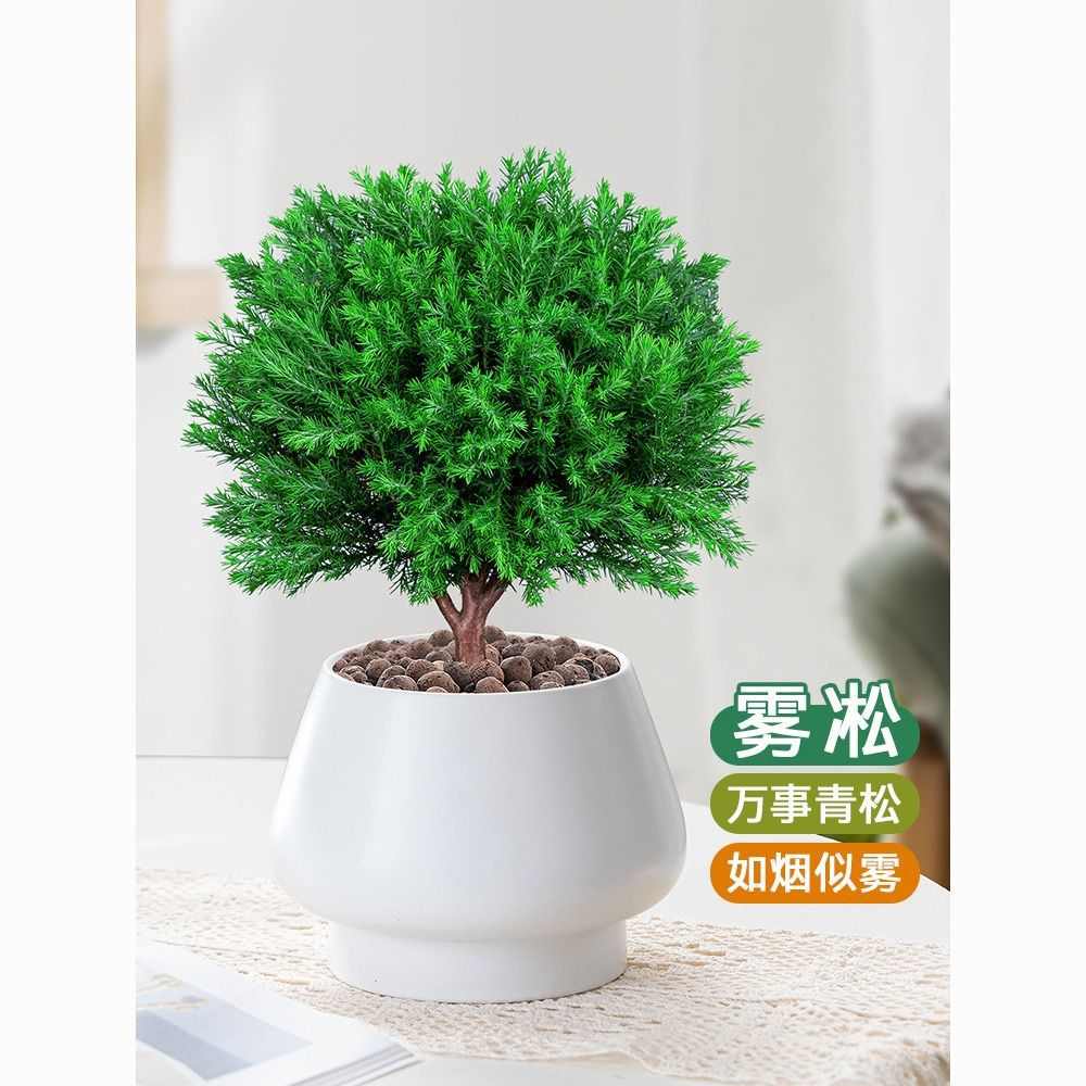 雾凇盆景室内绿植花卉盆栽四季长青好养植物客厅办公室净化空气花