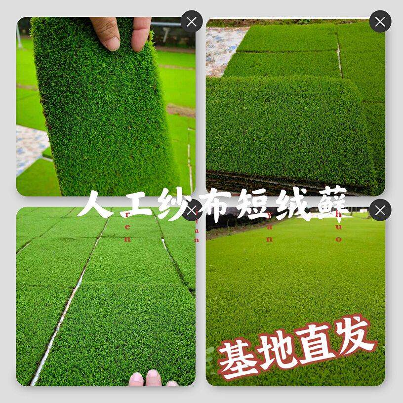 鲜活微景观植物造景仿真青苔藓生态瓶假山盆景栽庭院迷你diy材料